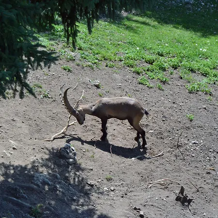 فندق Ramsaueralm رامساو أم داتشستين