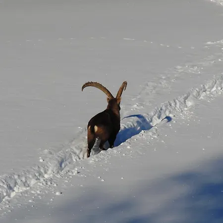 فندق Ramsaueralm رامساو أم داتشستين