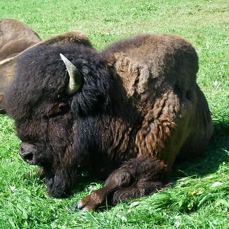 فندق Ramsaueralm رامساو أم داتشستين