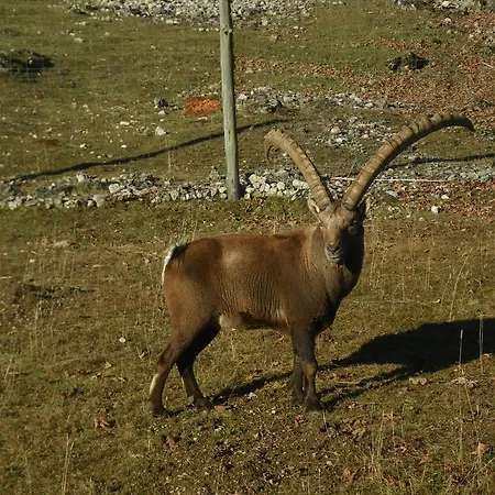 Ramsaueralm 3* رامساو أم داتشستين