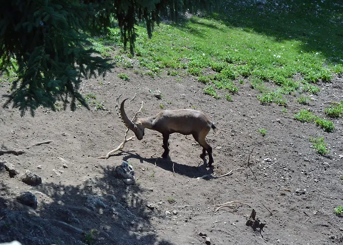 호텔 Ramsaueralm 람자우 암 다흐스타인