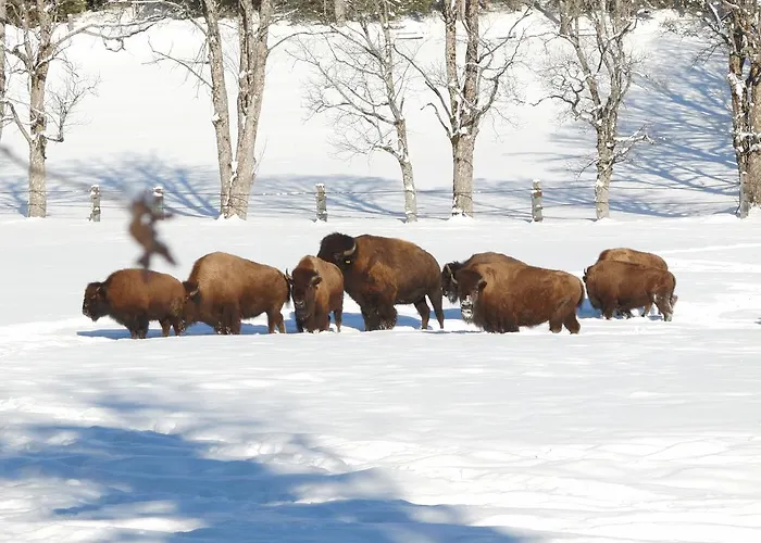 Ramsaueralm 람자우 암 다흐스타인