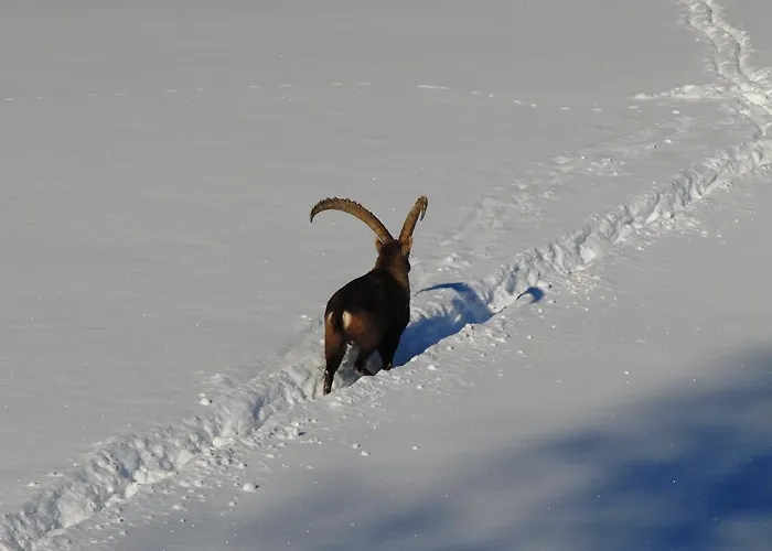 酒店 蓝索拉尔姆酒店 拉姆绍达赫斯坦