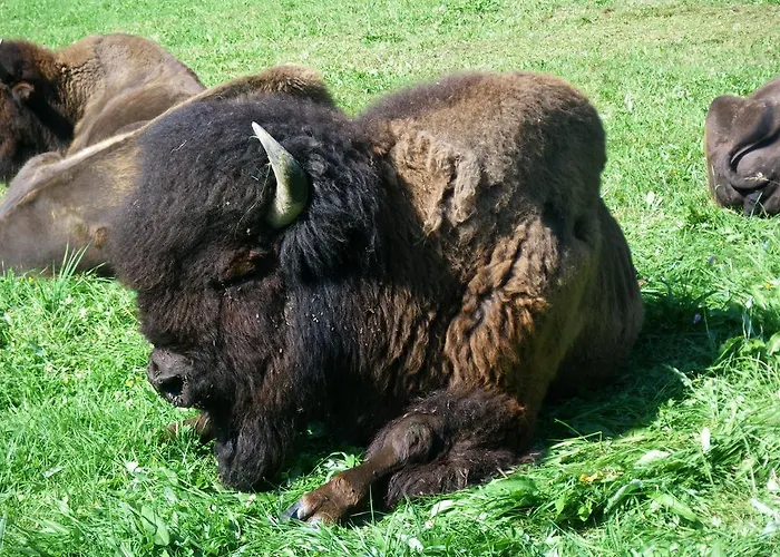 호텔 Ramsaueralm 람자우 암 다흐스타인